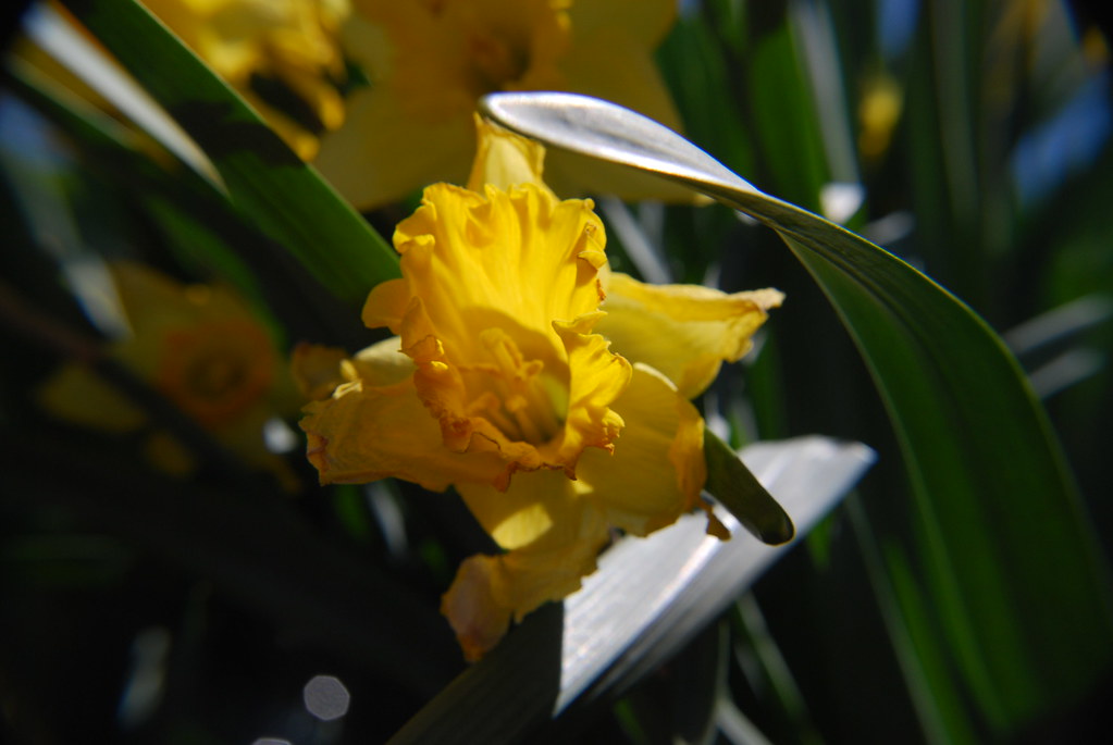 Daffodil