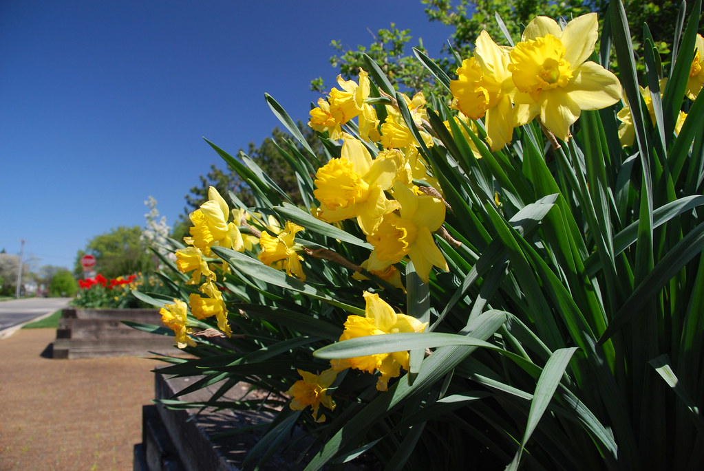 Daffodils