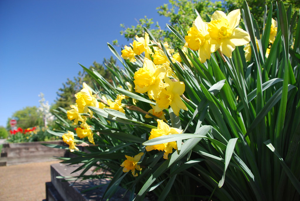 Naperville Daffodils