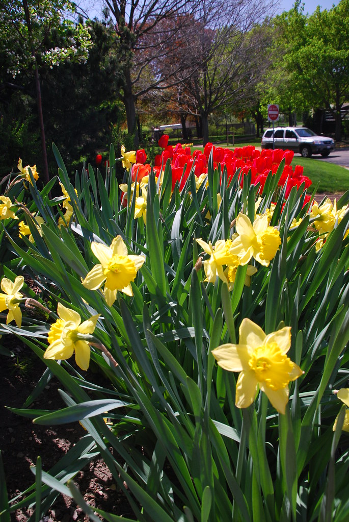 Daffodils is Naperville