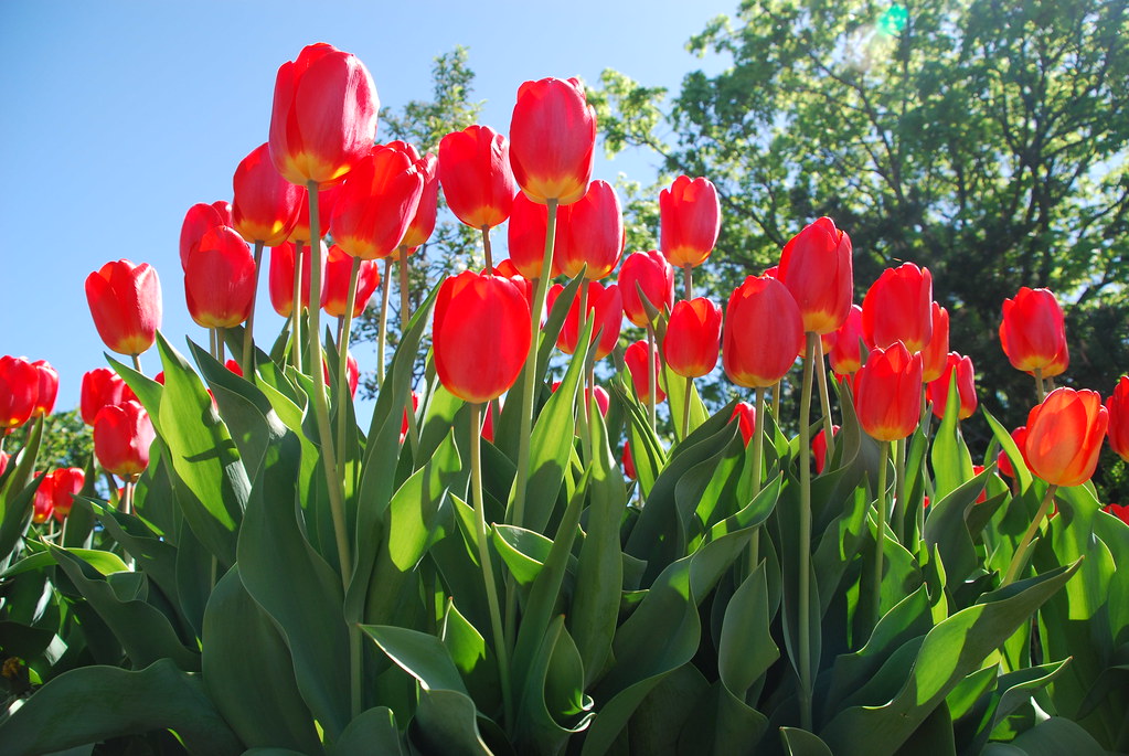Red Tulips in Naperville