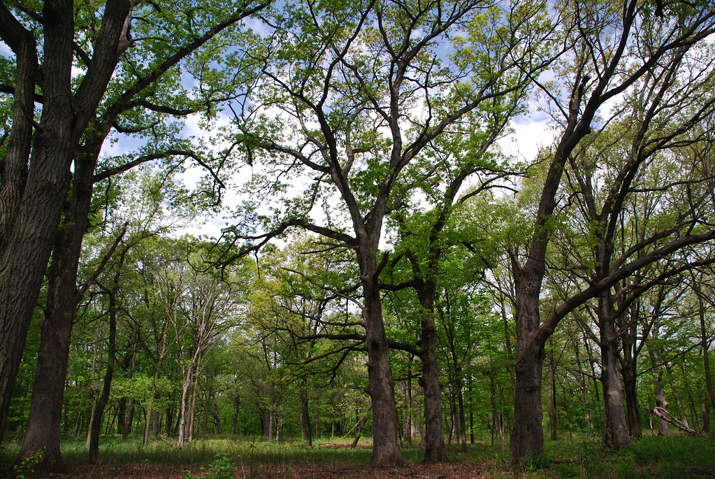 Waterfall Glen 024