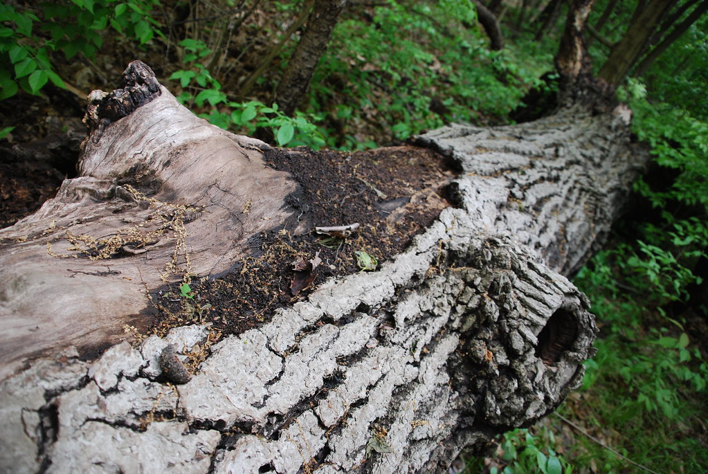 Waterfall Glen 056