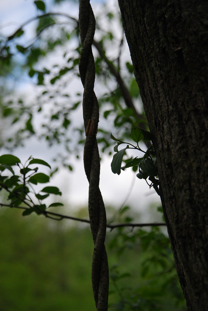 Waterfall Glen 070