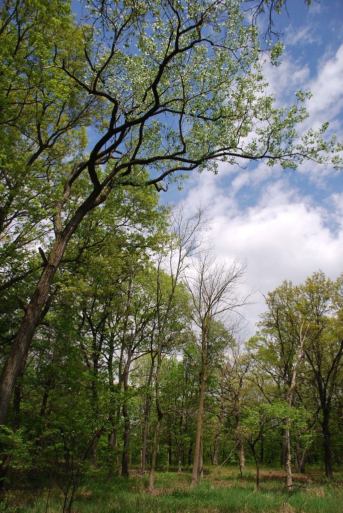 Waterfall Glen 025