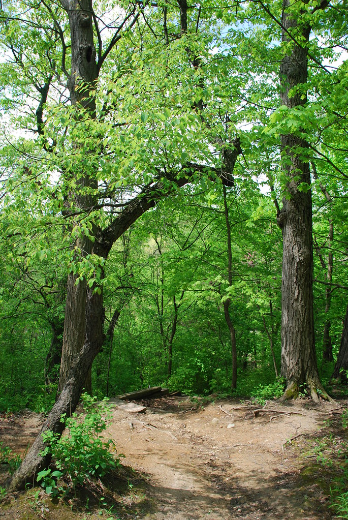 Waterfall Glen 026