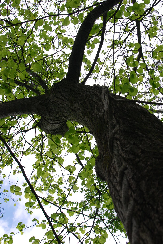 Waterfall Glen 072