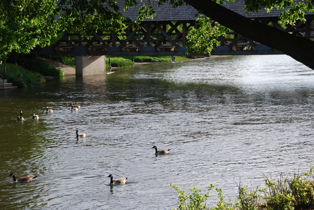 Naperville 209