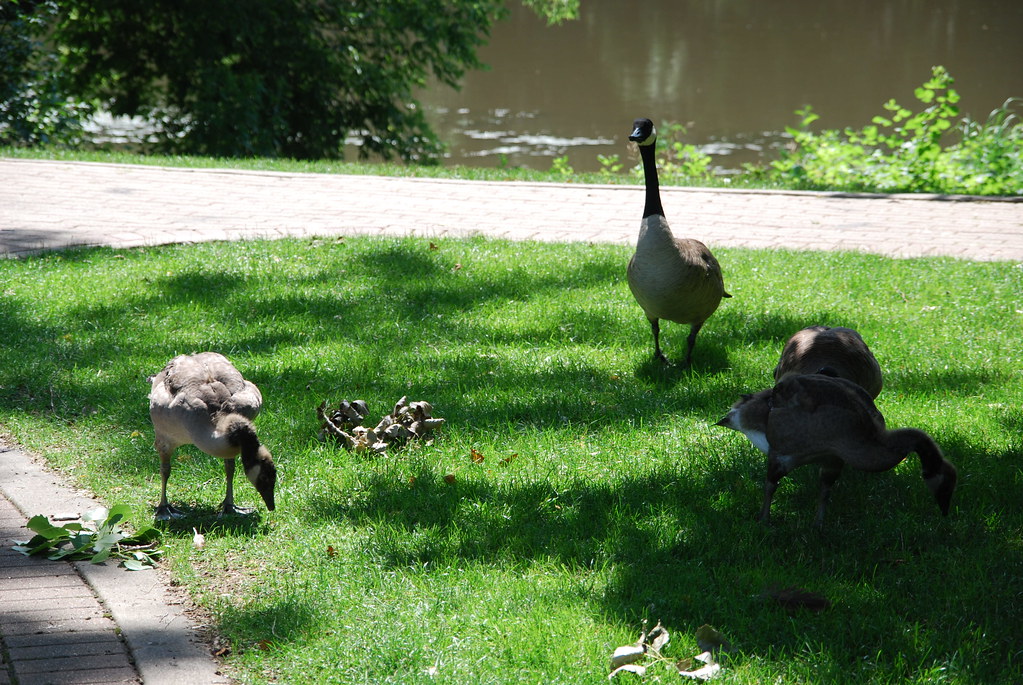 Naperville Riverwalk 004