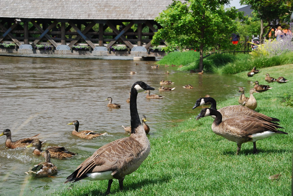 Naperville Riverwalk Flood 096