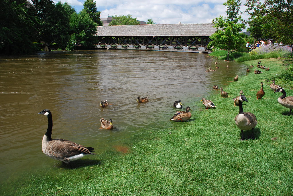 Naperville Riverwalk Flood 098