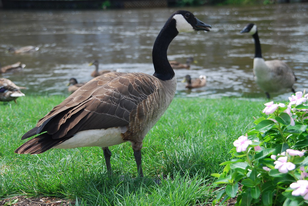 Naperville Riverwalk Flood 107