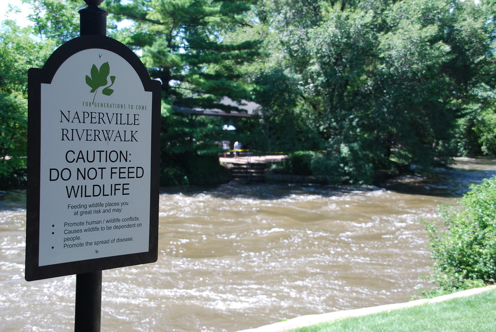 Naperville Riverwalk Flood 152