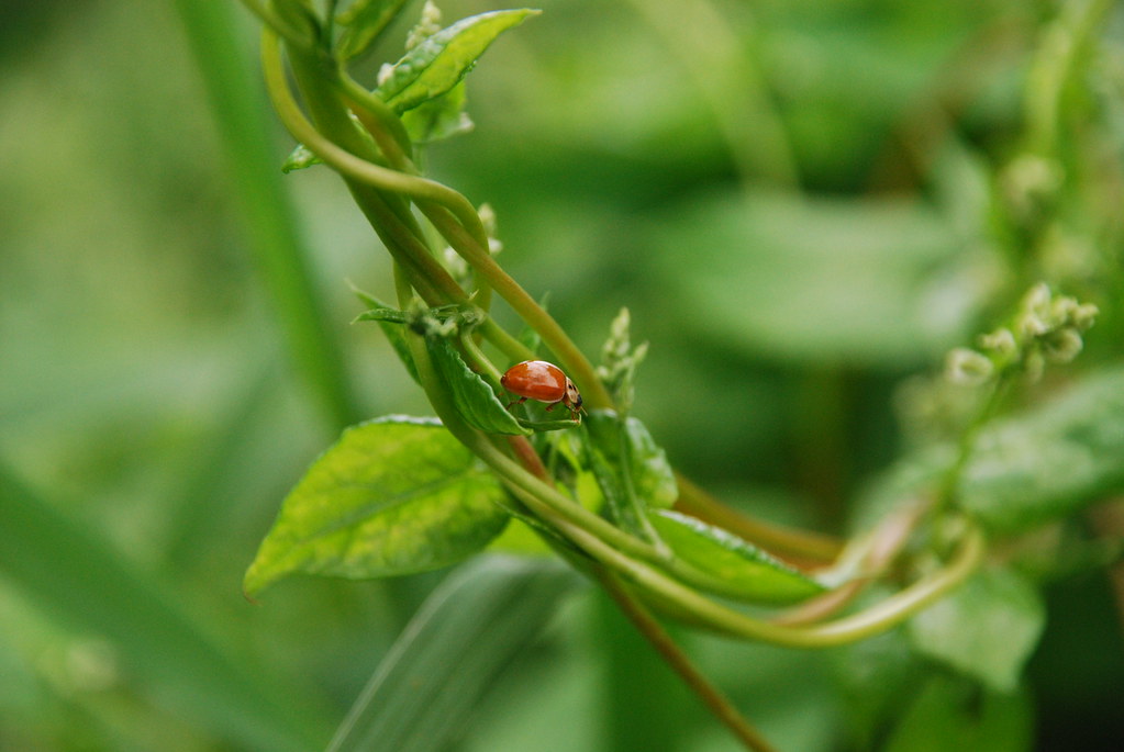 Lady Bug on Morning Glory Vines