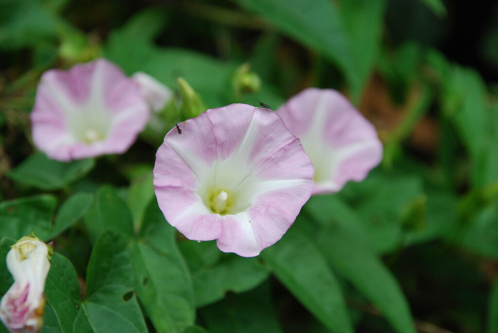 Morning Glories
