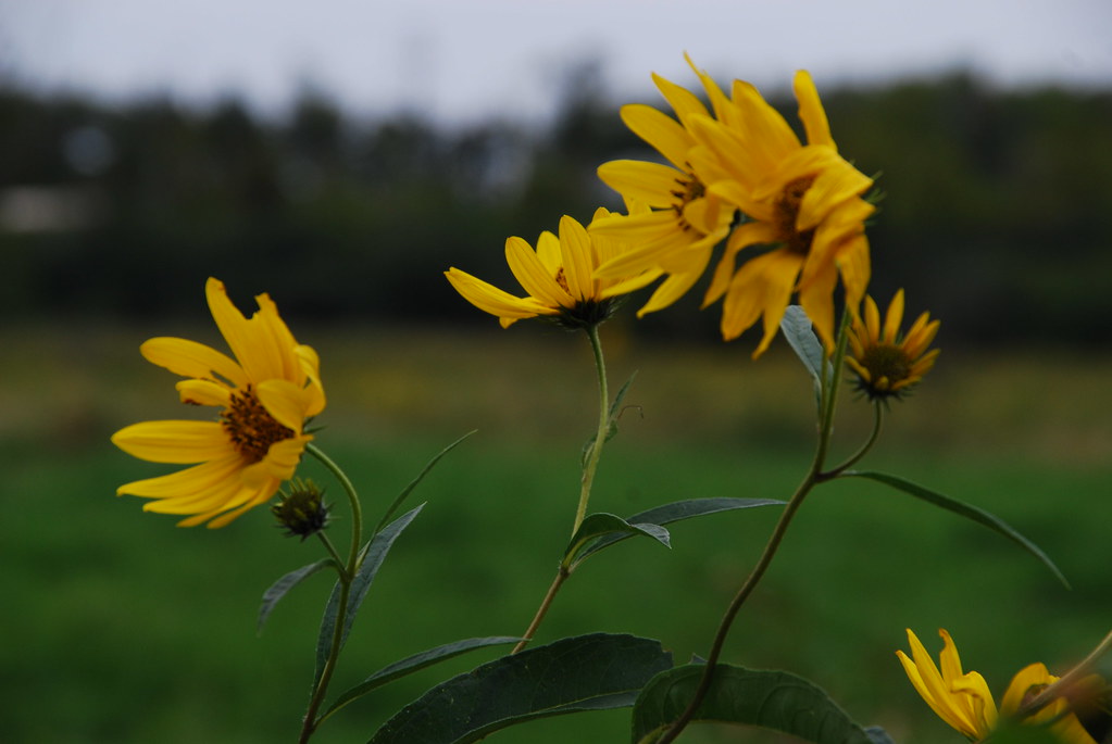 Yellow Wildflowers 057
