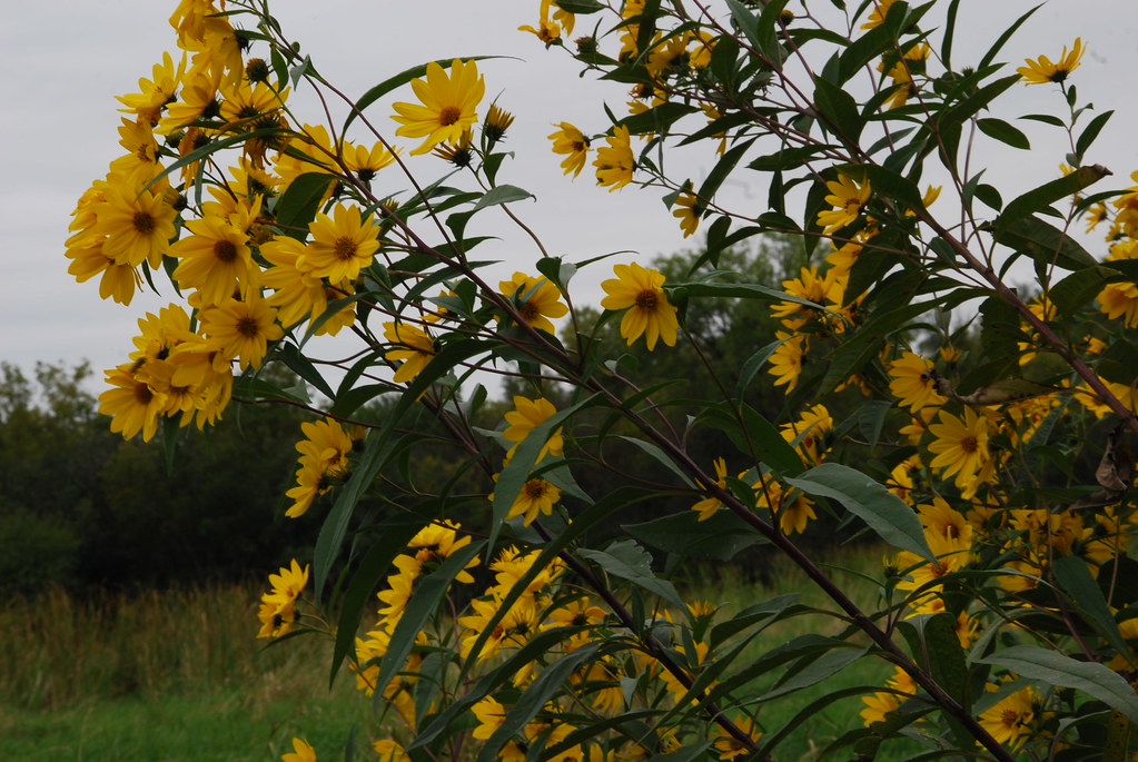 Yellow Wildflowers 062