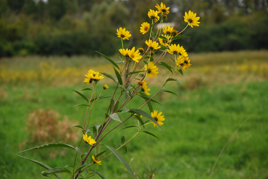 Yellow Wildflowers 070