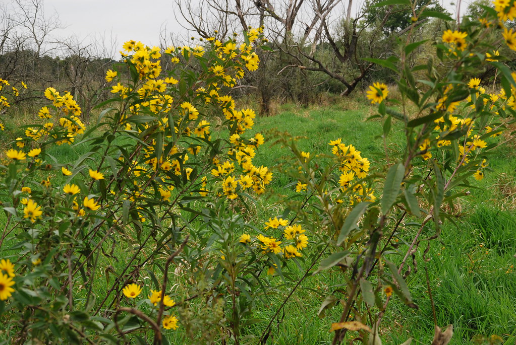 Yellow Wildflowers 074