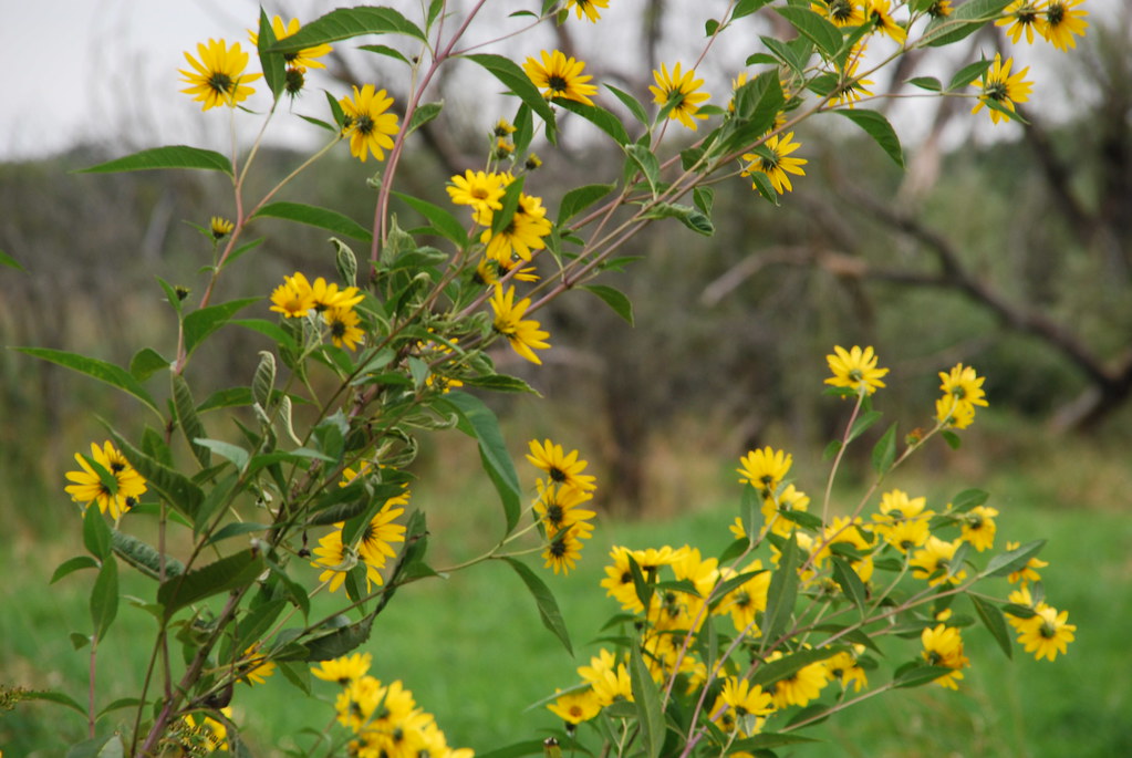 Yellow Wildflowers 075