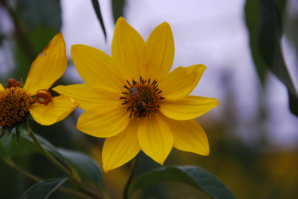 Yellow Wildflower 077