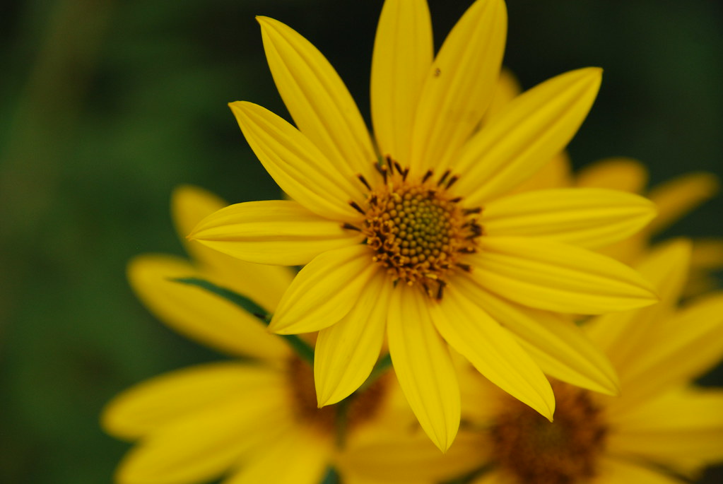 Yellow Wildflower 082