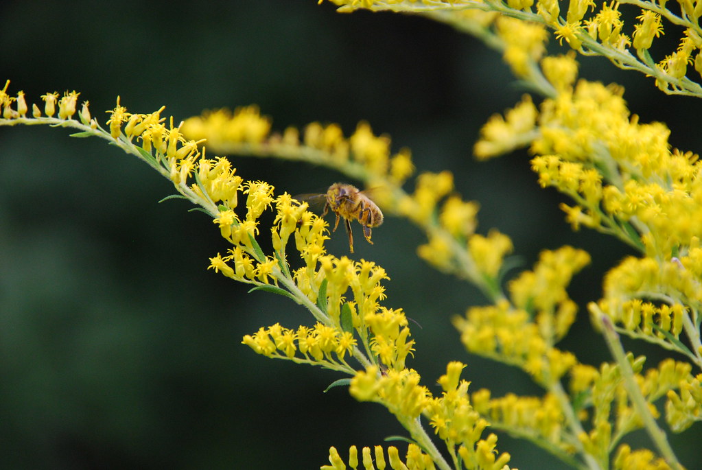 Bee and Wildflower
