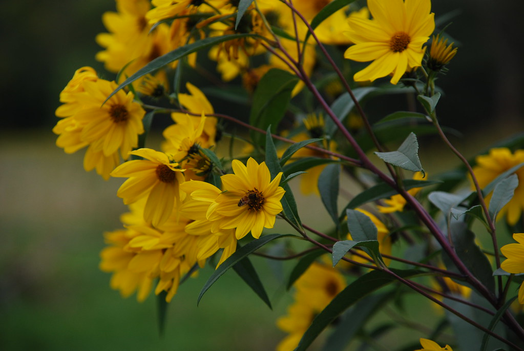 Yellow Wildflowers 054