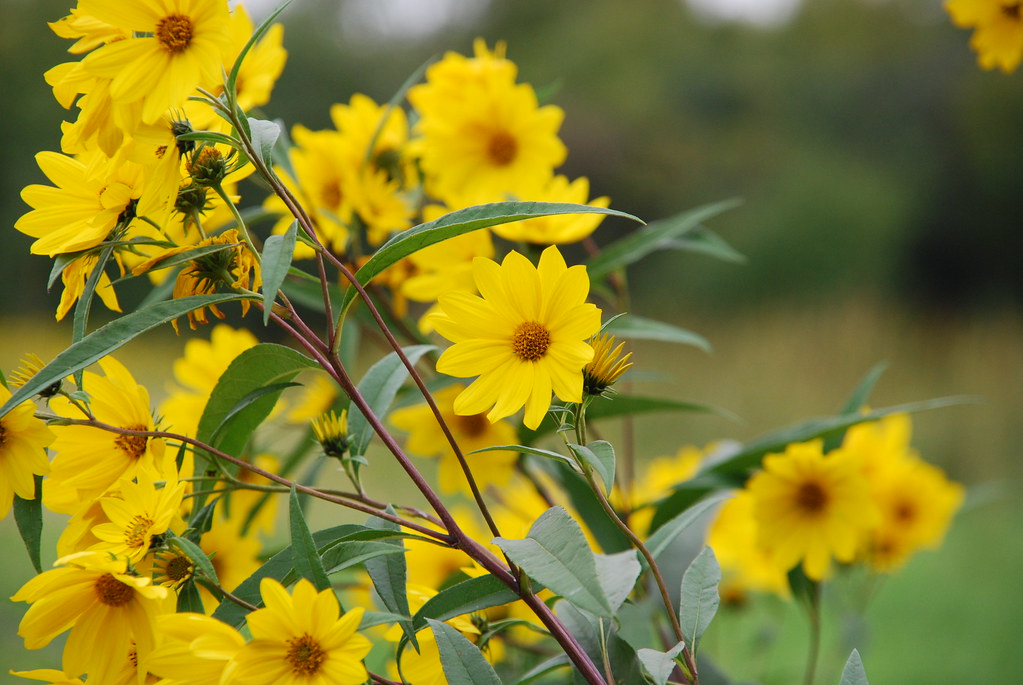 Yellow Wildflowers 053