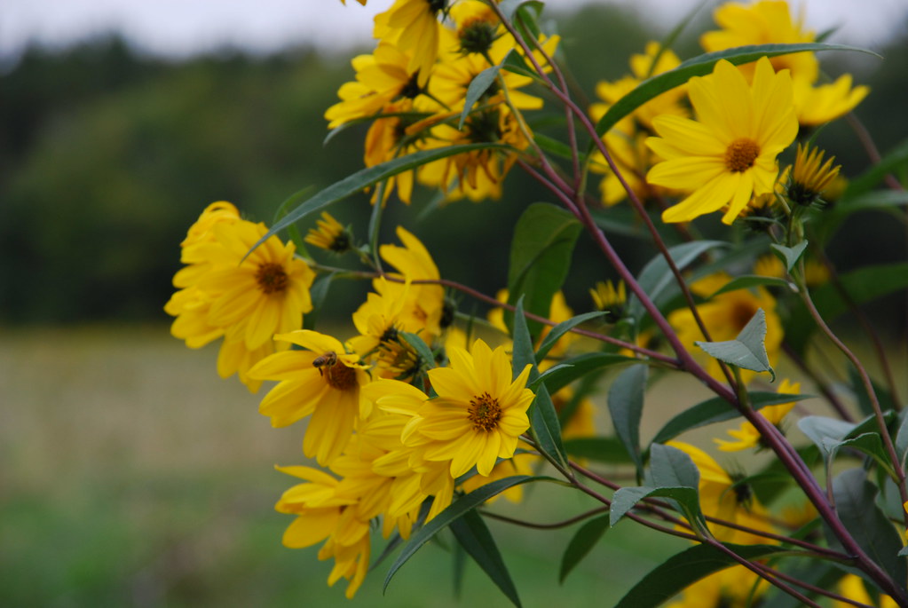 Yellow Wildflowers 055