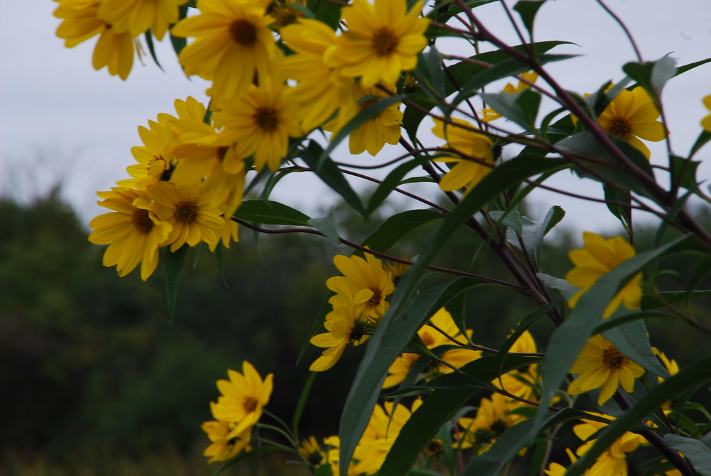 Yellow Wildflowers 061