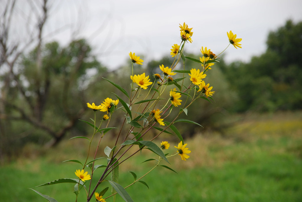 Yellow Wildflowers 065