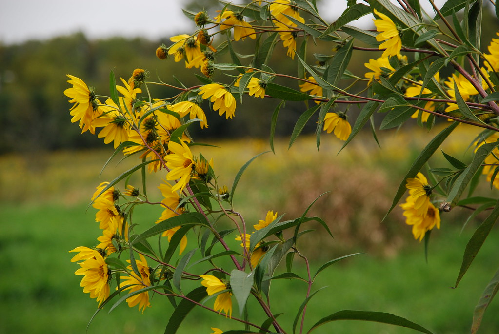 Yellow Wildflowers 068