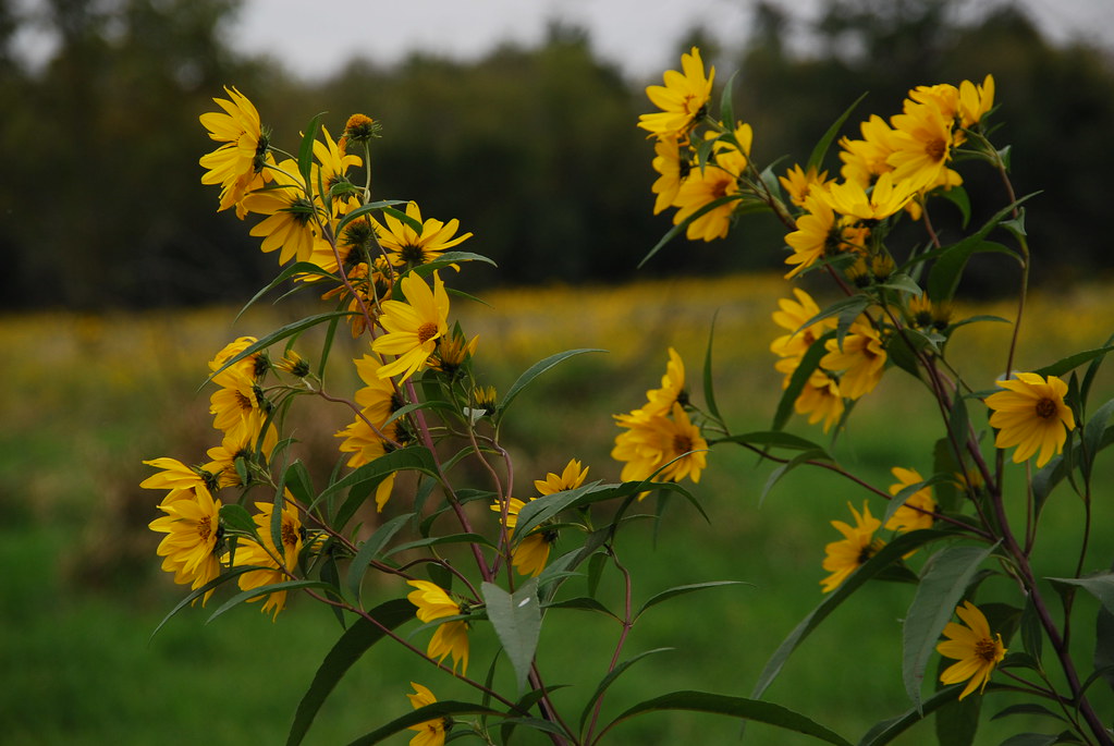 Yellow Wildflowers 067