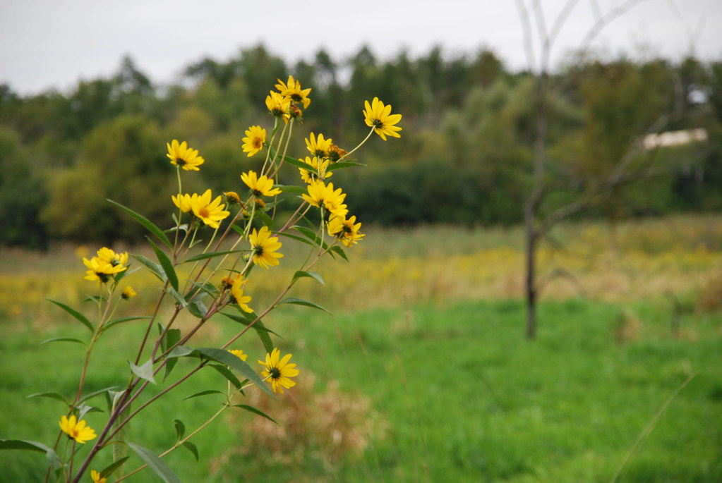Yellow Wildflowers 069