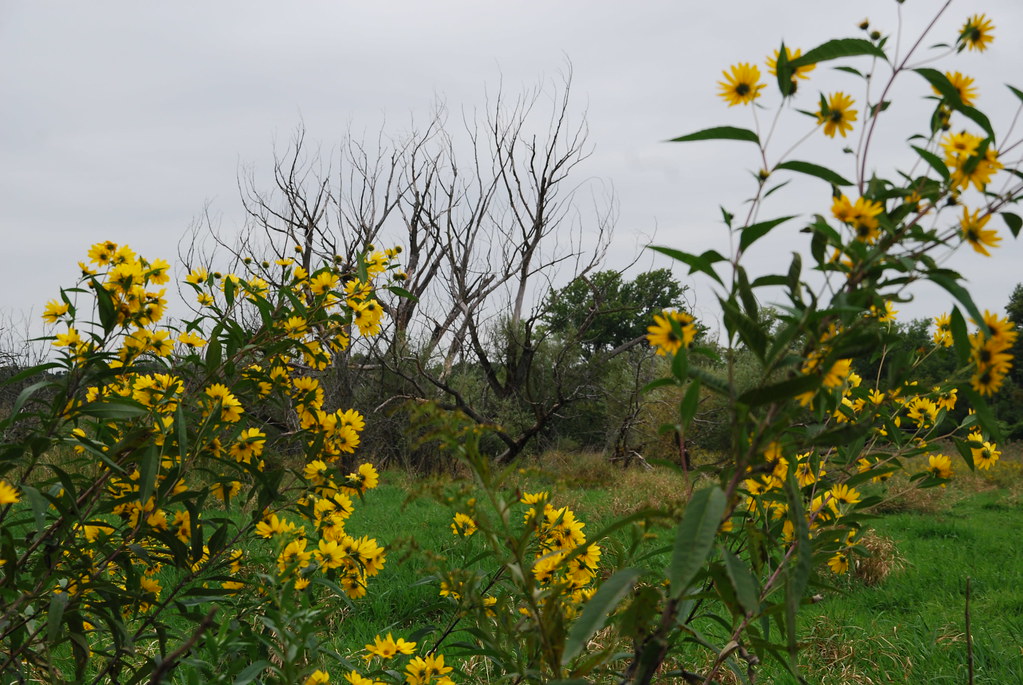 Yellow Wildflowers 073