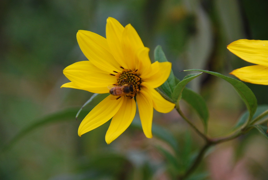 Yellow Wildflower 079