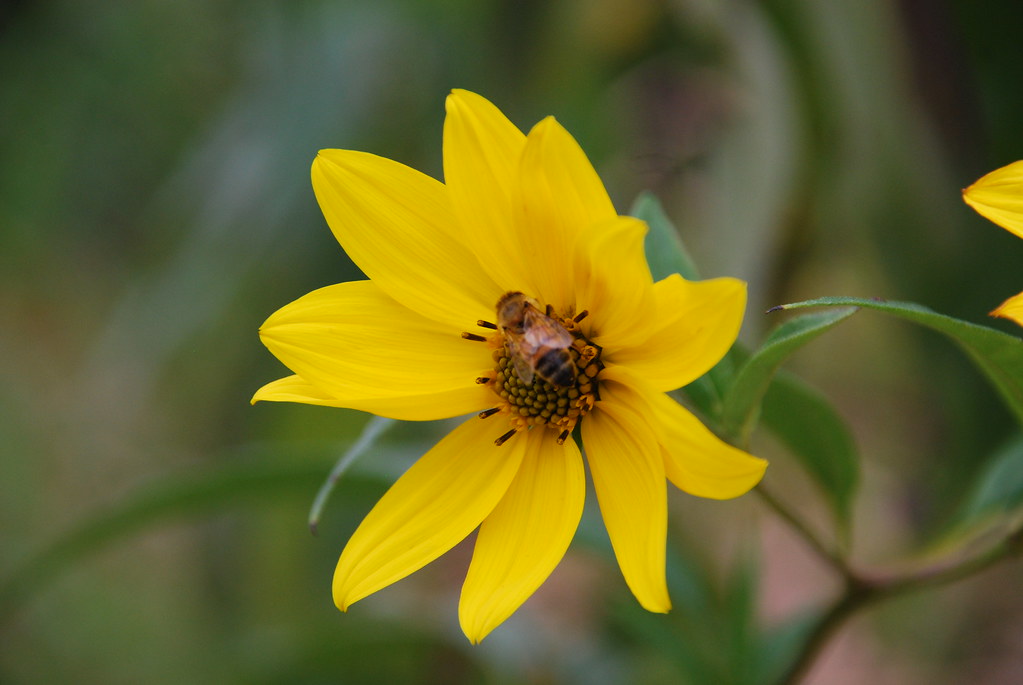 Yellow Wildflower 080