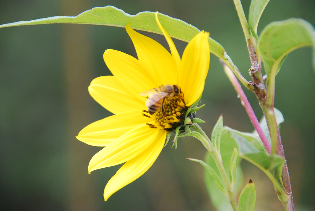 Yellow Wildflower 081