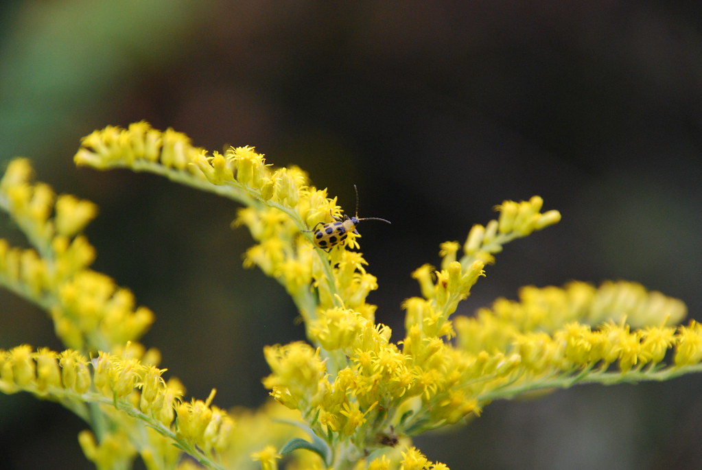 Beetle on Wildflower