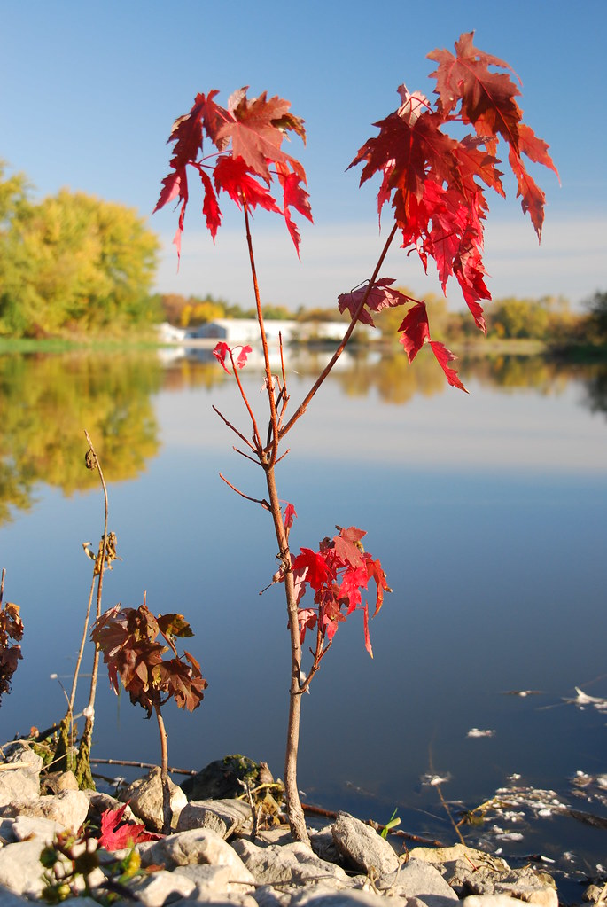 Autumn at Fermilab 009