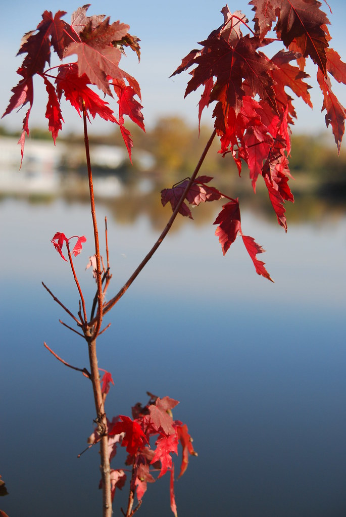 Autumn at Fermilab 006