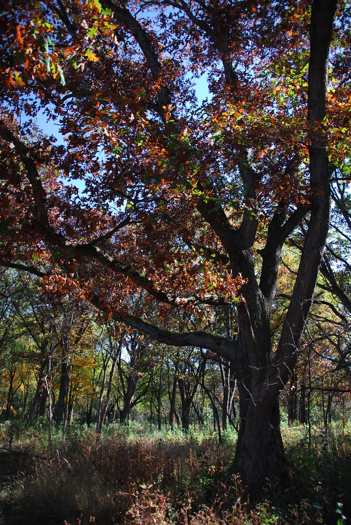 Autumn at Waterfall Glen 011