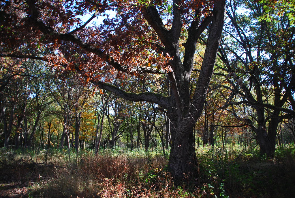 Autumn at Waterfall Glen 013