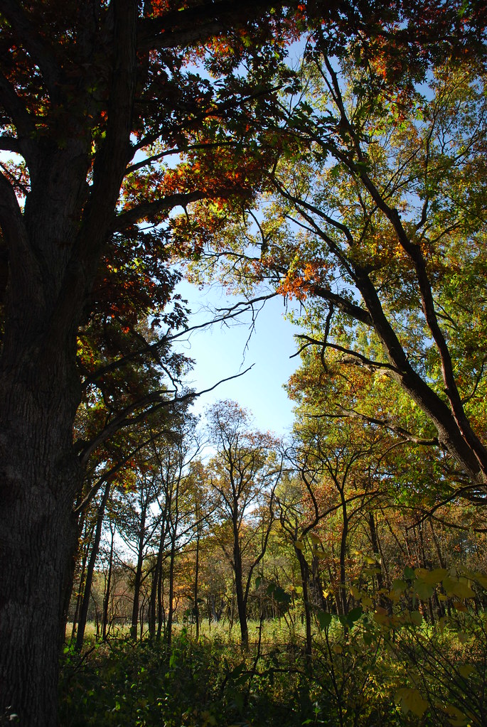 Autumn at Waterfall Glen 026