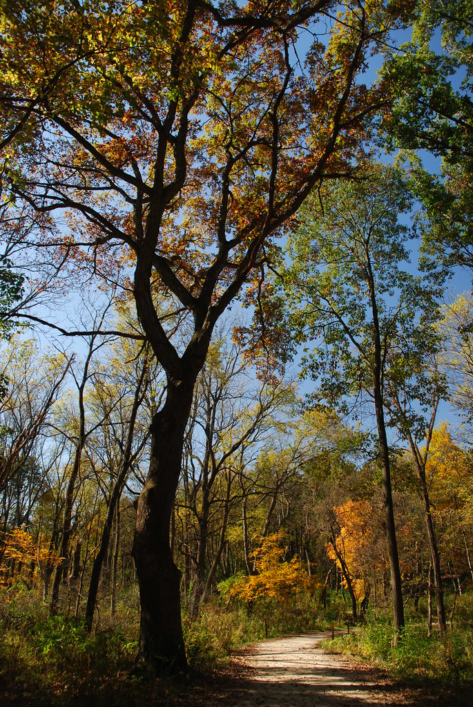 Autumn at Waterfall Glen 029