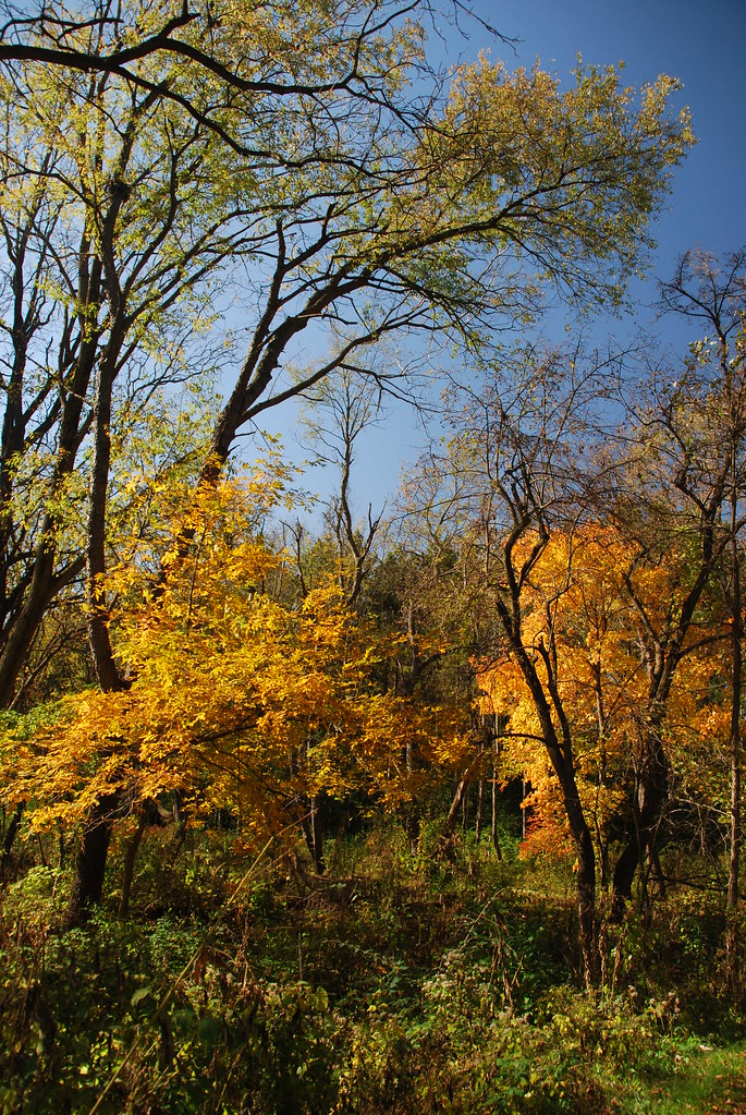 Autumn at Waterfall Glen 030