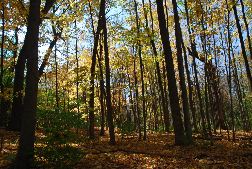 Autumn at Waterfall Glen 187