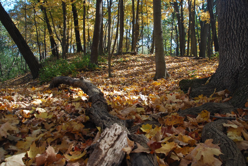 Autumn at Waterfall Glen 190