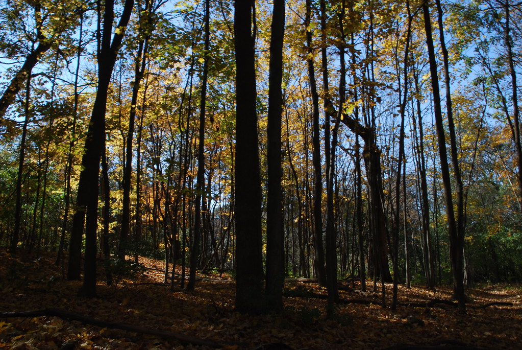 Autumn at Waterfall Glen 194